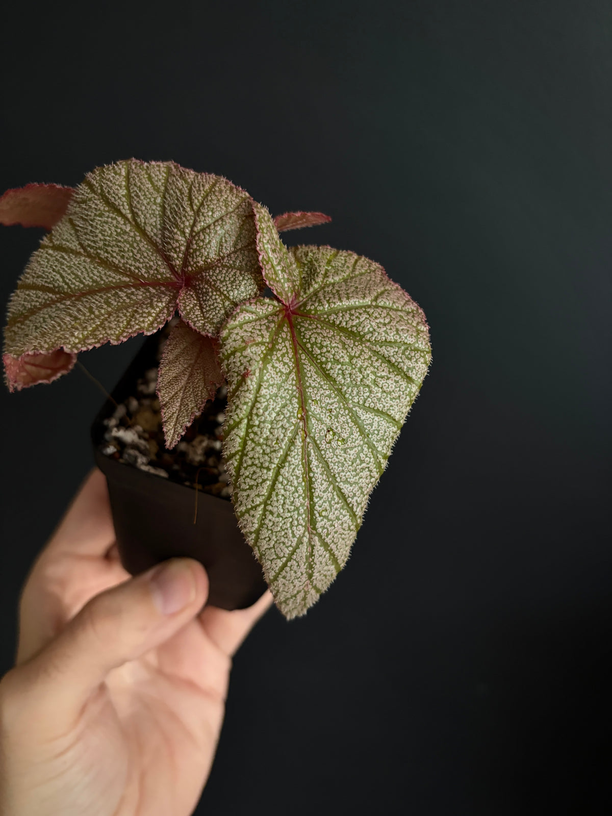 Begonia Sinbad | 6 cm pot [A]