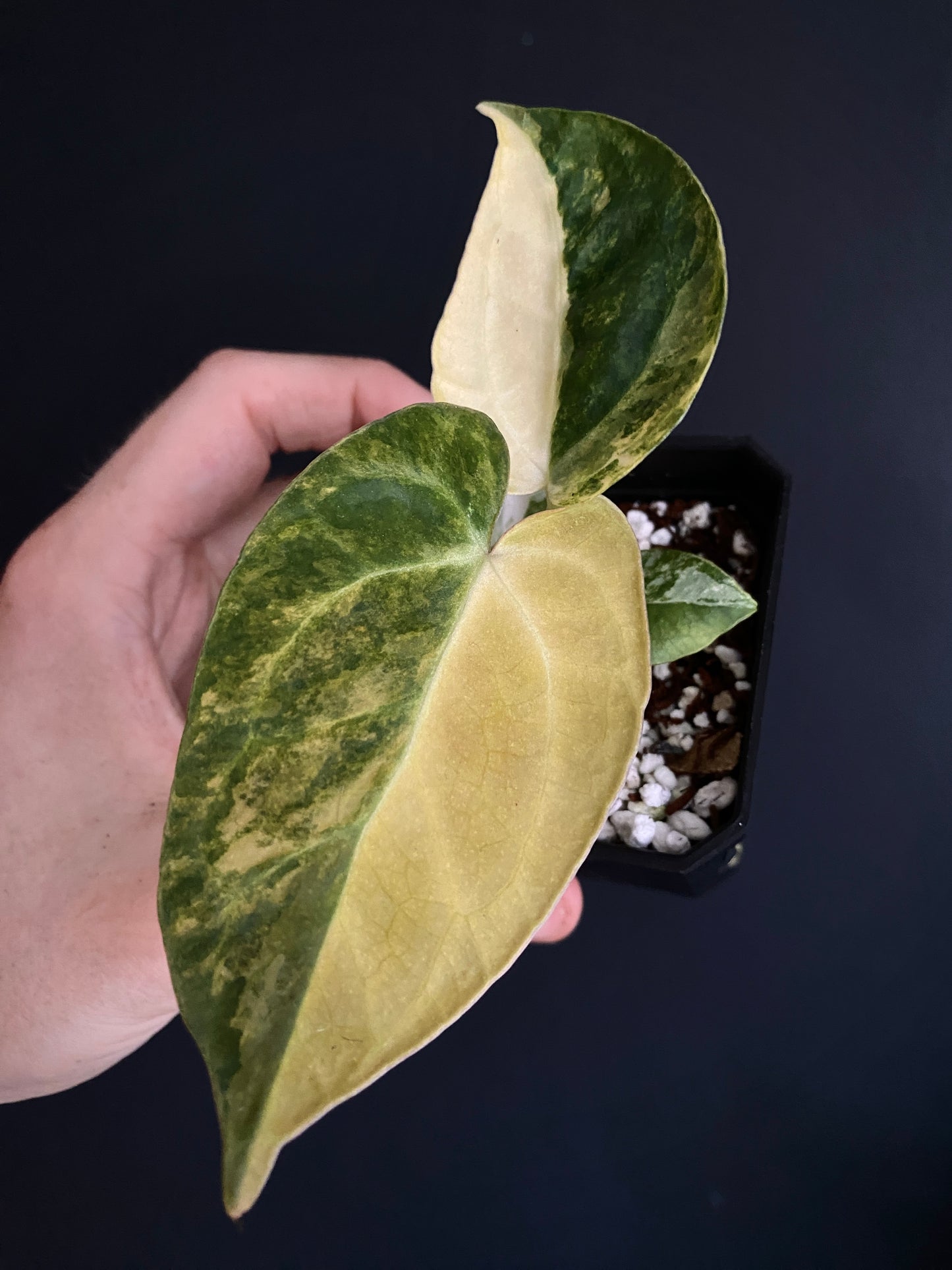 Anthurium Pap.Mag var X AOS (SKG) | 7 cm pot