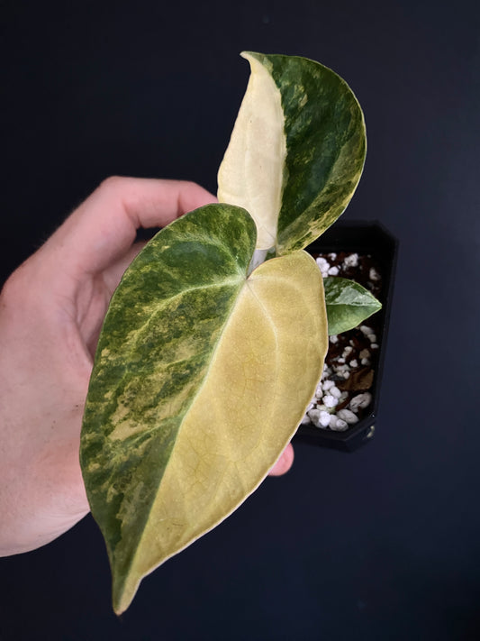 Anthurium Pap.Mag var X AOS (SKG) | 7 cm pot
