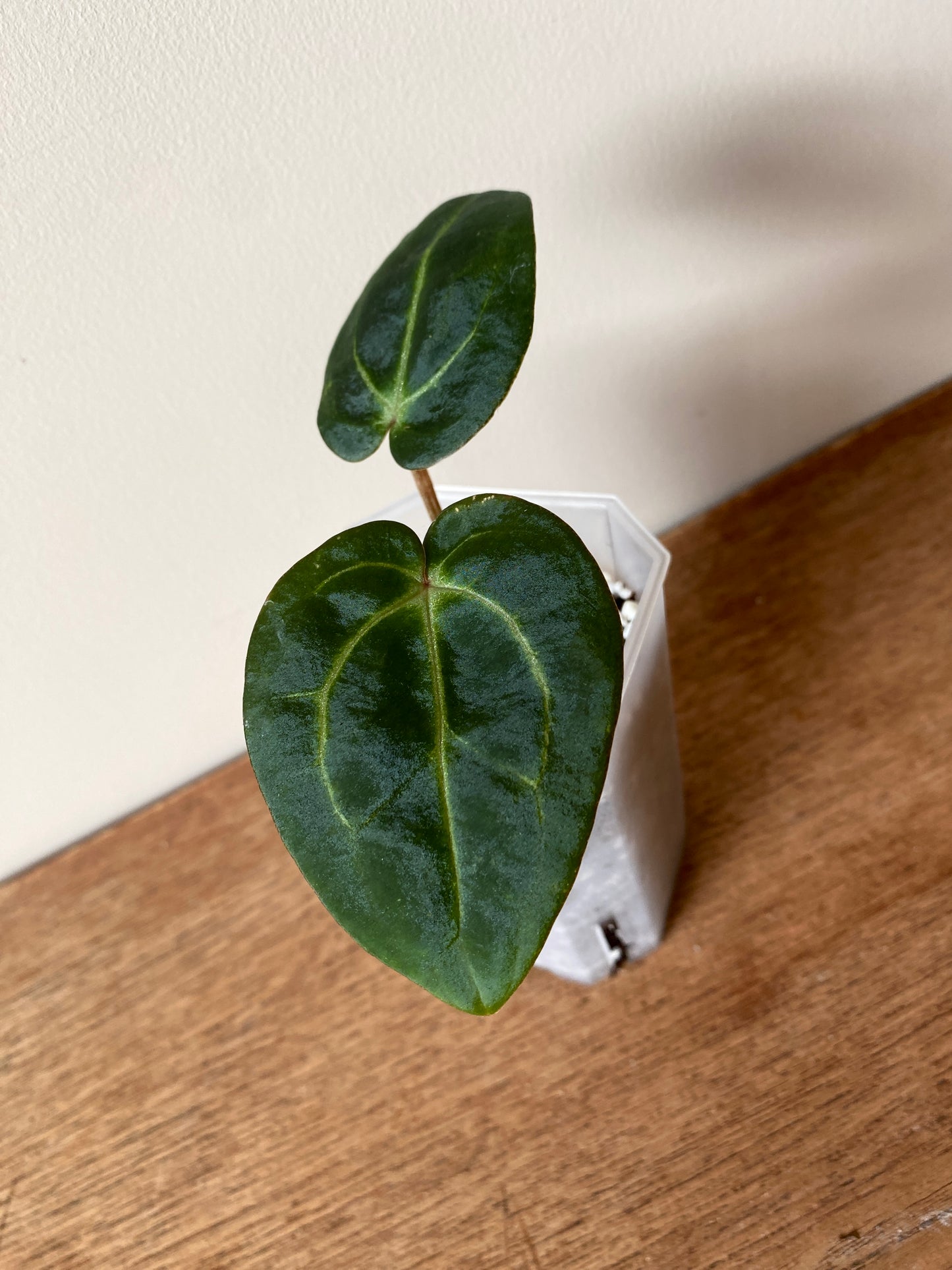 Anthurium Carlablackiae | 7 cm pot [B]