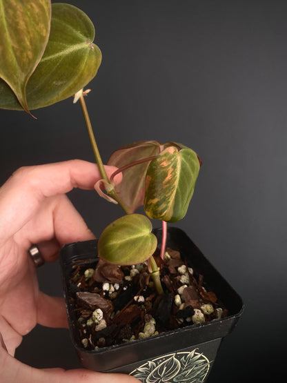 Philodendron Micans variegata | 7 cm pot [A]