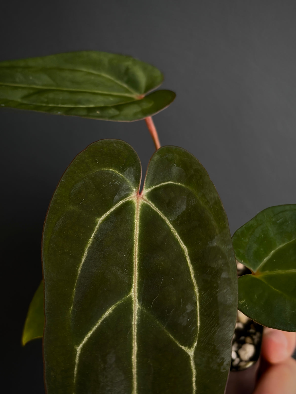 Anthurium Dark Knight X Carlablackiae | 7 cm pot