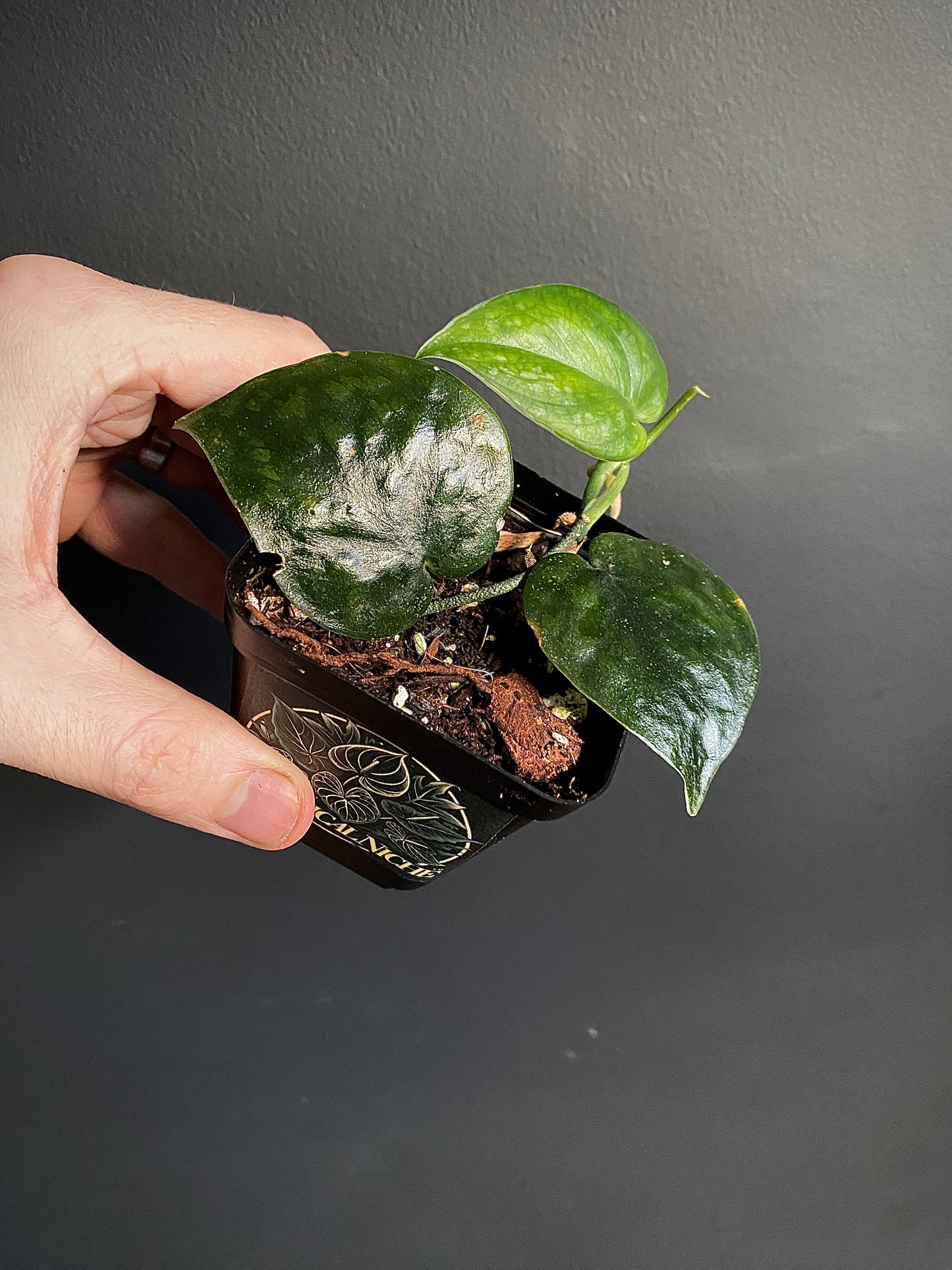 Scindapsus Black Mamba | 7 cm pot