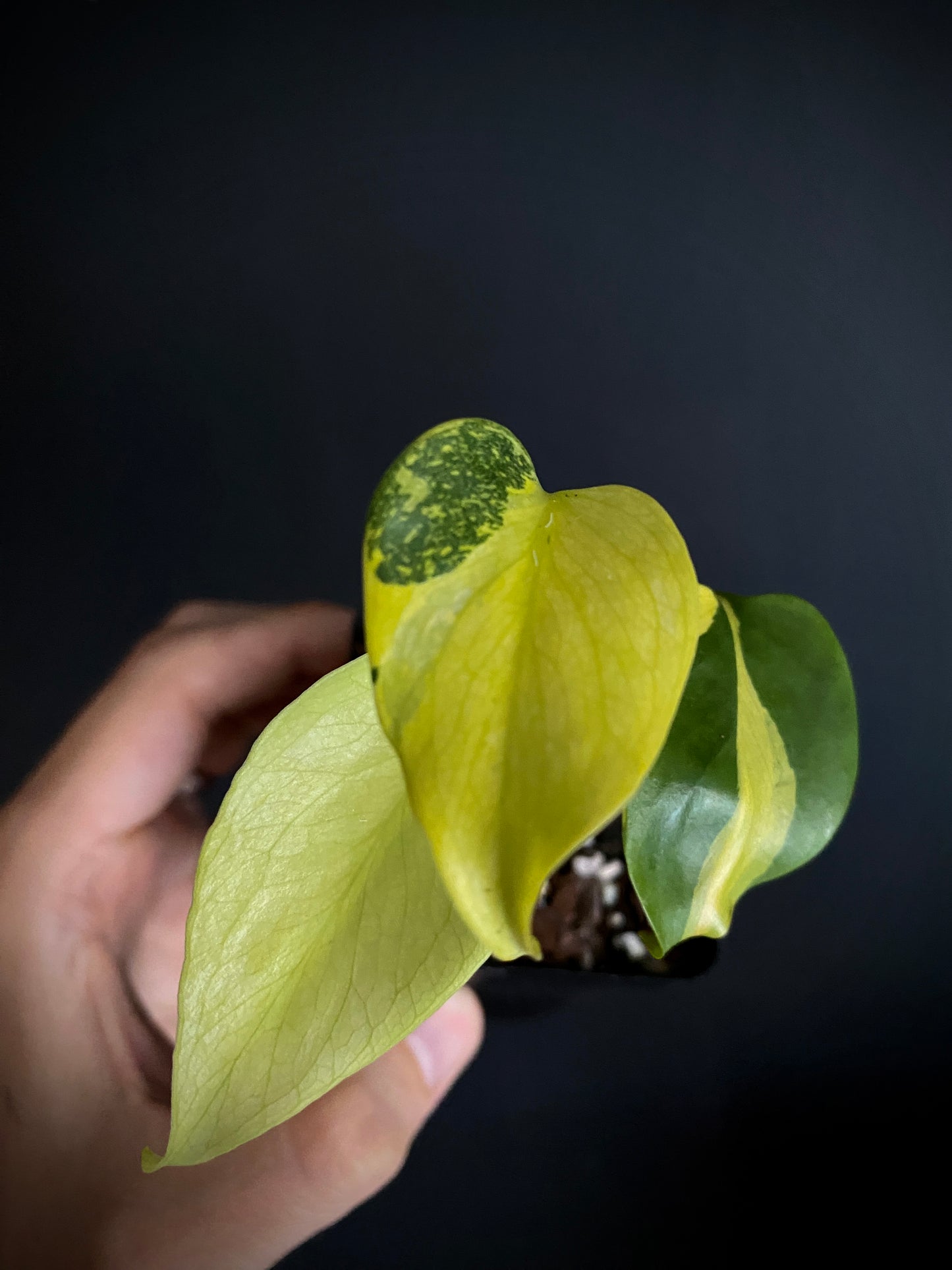 Monstera Deliciosa Electrolyte | 6 cm pot [B]