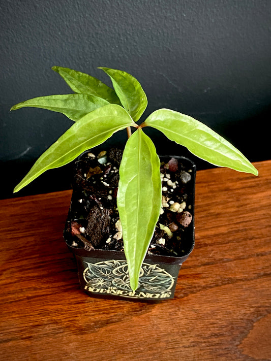 Anthurium Polyschistum | 6 cm pot