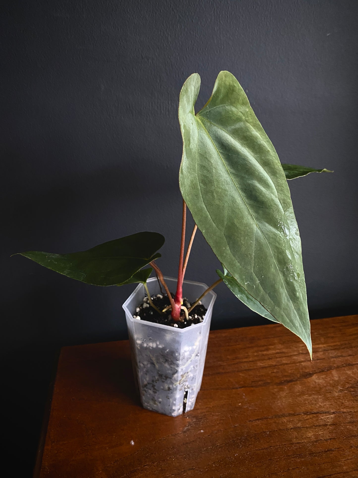 Anthurium Golden Eagle X BVEP (R.FxF) | 7 cm pot [B]