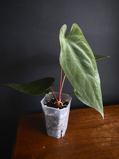 Anthurium Golden Eagle X BVEP (R.FxF) | 7 cm pot [B]