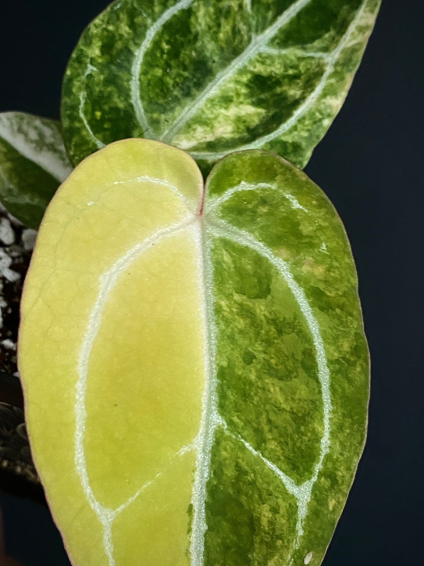 Anthurium Pap.Crystal var X Tezula Red Crystallinum | 7 cm pot [B]