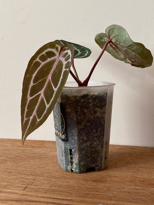Anthurium Michelle | 7 cm pot