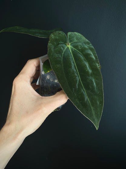 Anthurium (DressCarla x BVEP) X (Carlablackiae x Papillilaminum) | 7 cm pot [A]