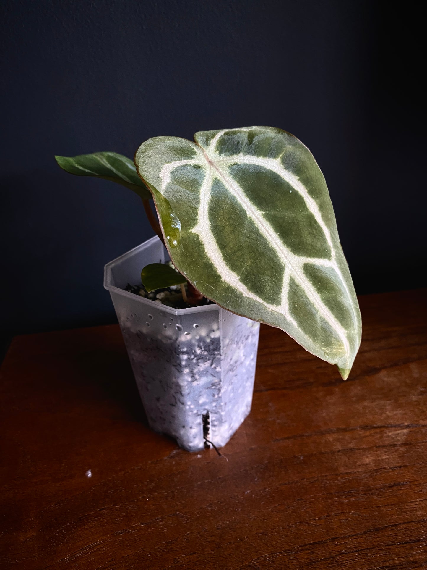 Anthurium Carlablackiae | 7 cm pot [C]