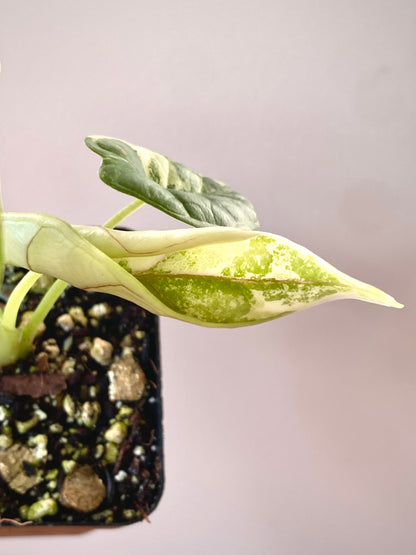 Alocasia Dragonscale Albo variegata | 7 cm pot (A)