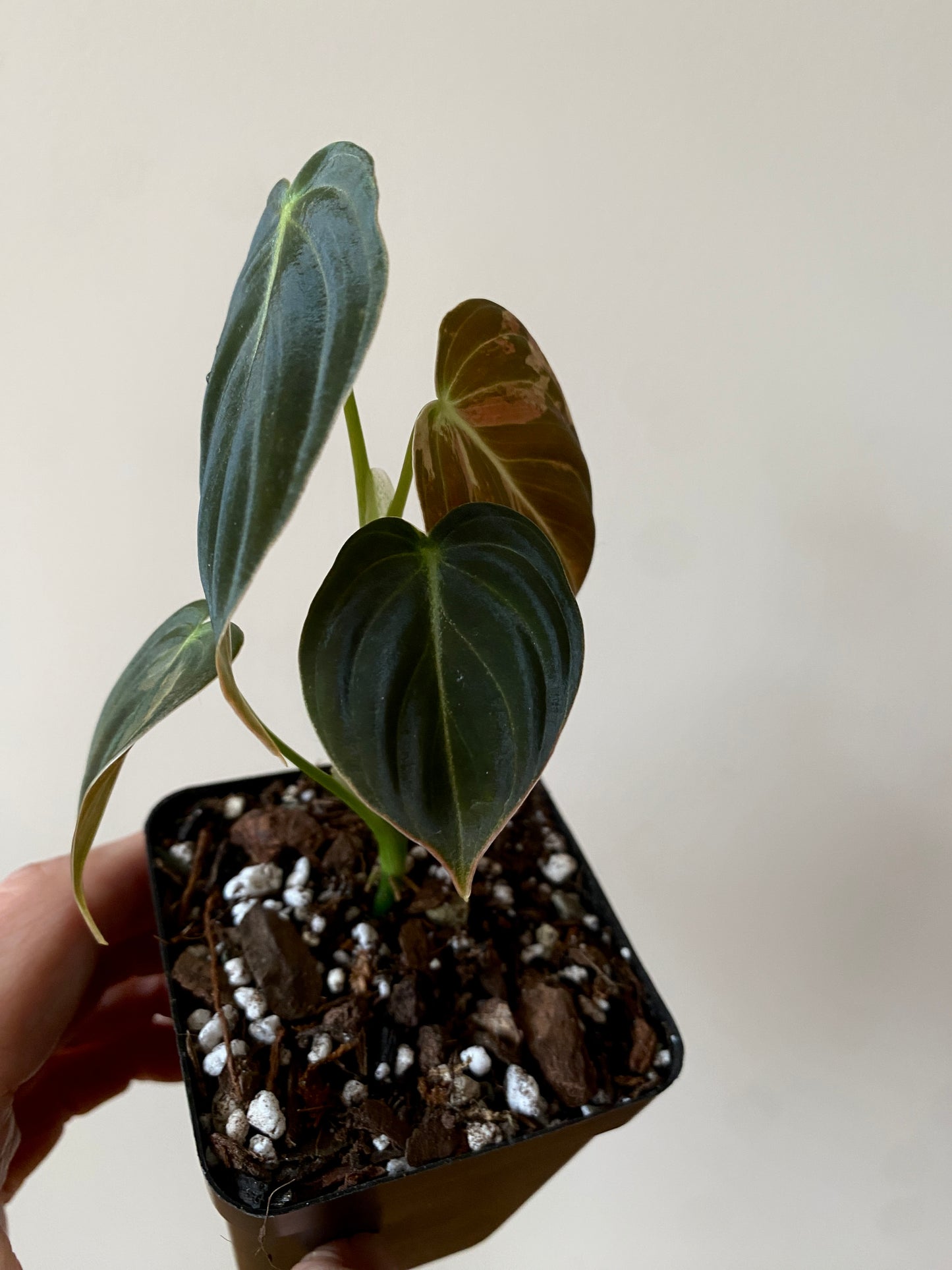 Philodendron Melanochrysum variegata | 7 cm pot