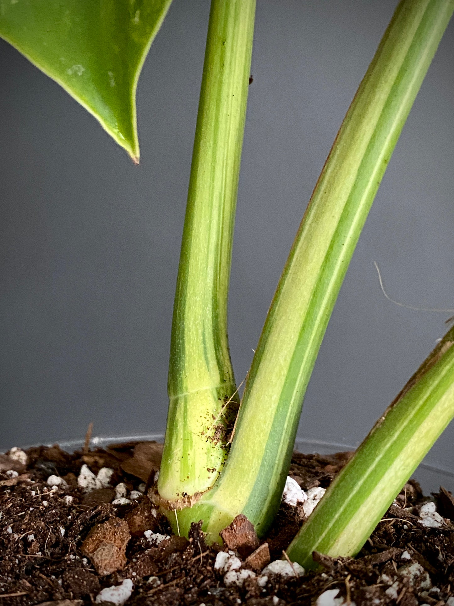 Monstera Jungle Mint/NoID | 12 cm pot