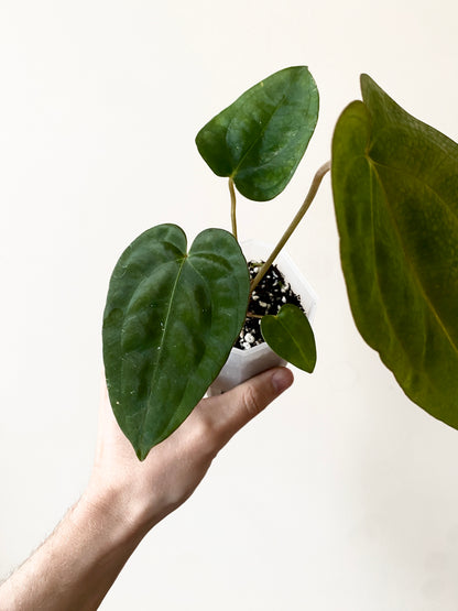 Anthurium Subsignatum (velvety) X Carlablackiae | 7 cm pot