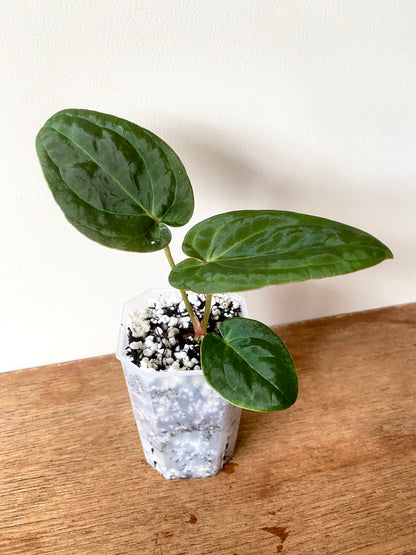 Anthurium Papillilaminum Legend x self | 7 cm pot [B]