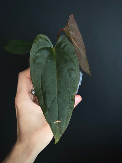 Anthurium Golden Eagle X BVEP (R.FxF) | 7 cm pot