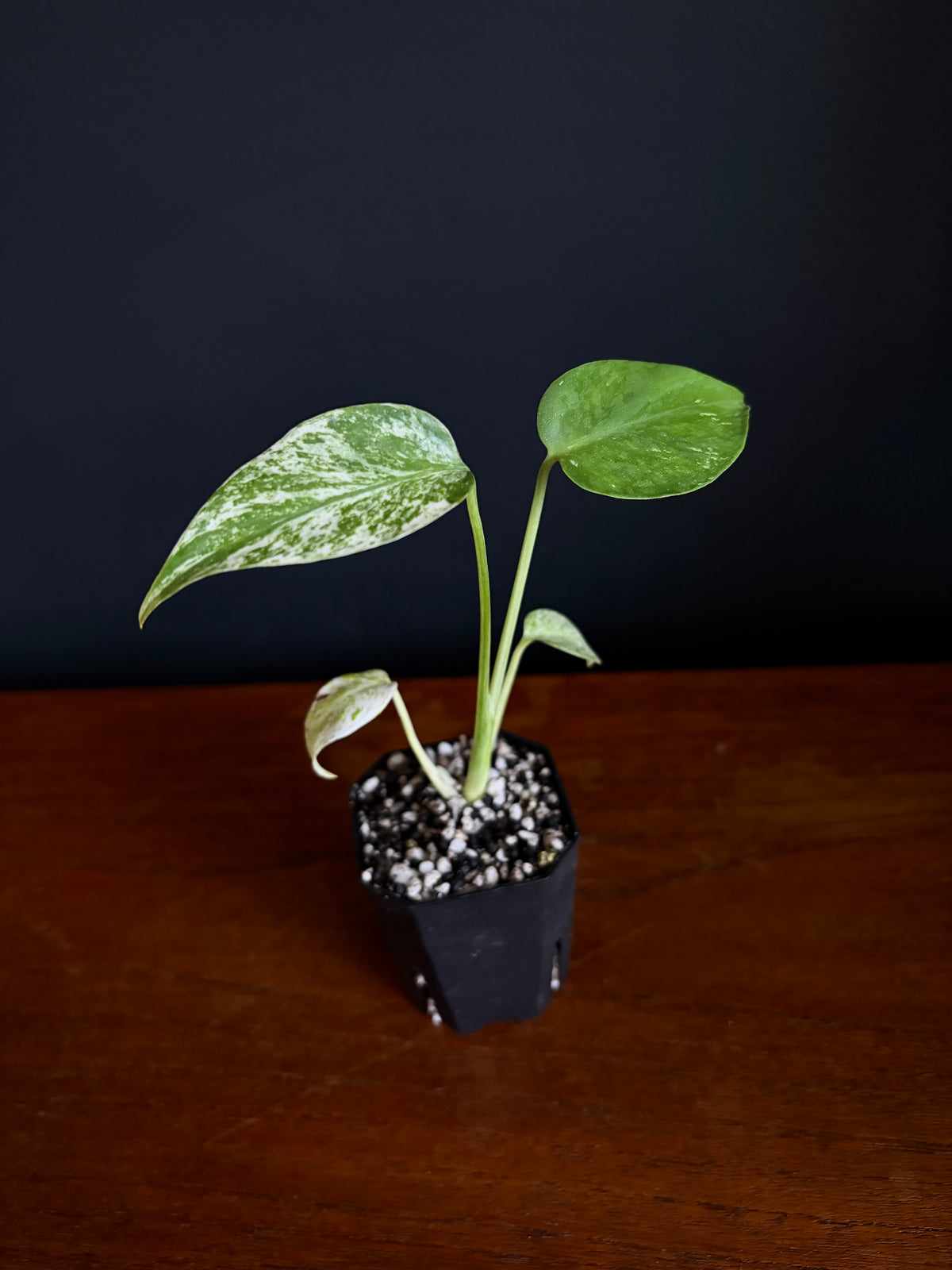 Monstera Star Shadow | 5 cm pot [A]