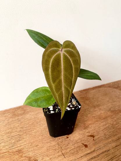 Anthurium Dark Knight X Carlablackiae | 7 cm pot