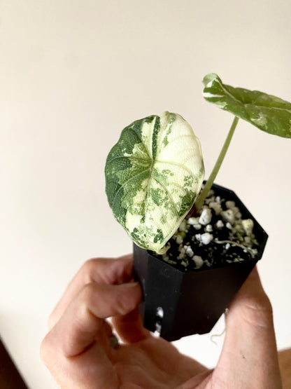 Alocasia Melo Albo variegata | 5 cm pot