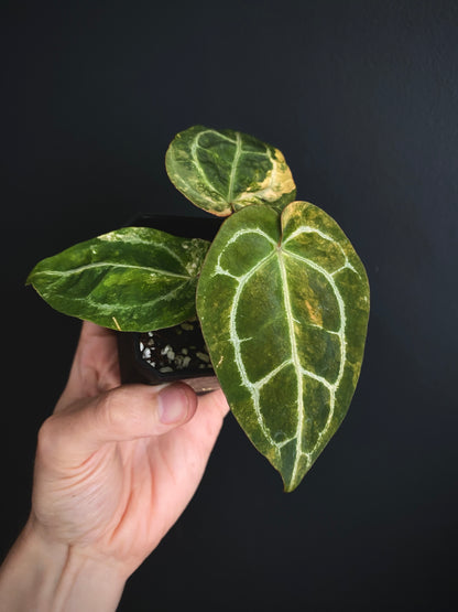 Anthurium PapCrystal var X Tezula Red Crystallinum (Orange variegated) | 7 cm pot