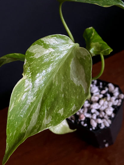 Monstera Deliciosa Electrolyte | 5 cm pot [B]