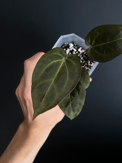 Anthurium Black Widow x Michelle S1 | 7 cm pot [A]