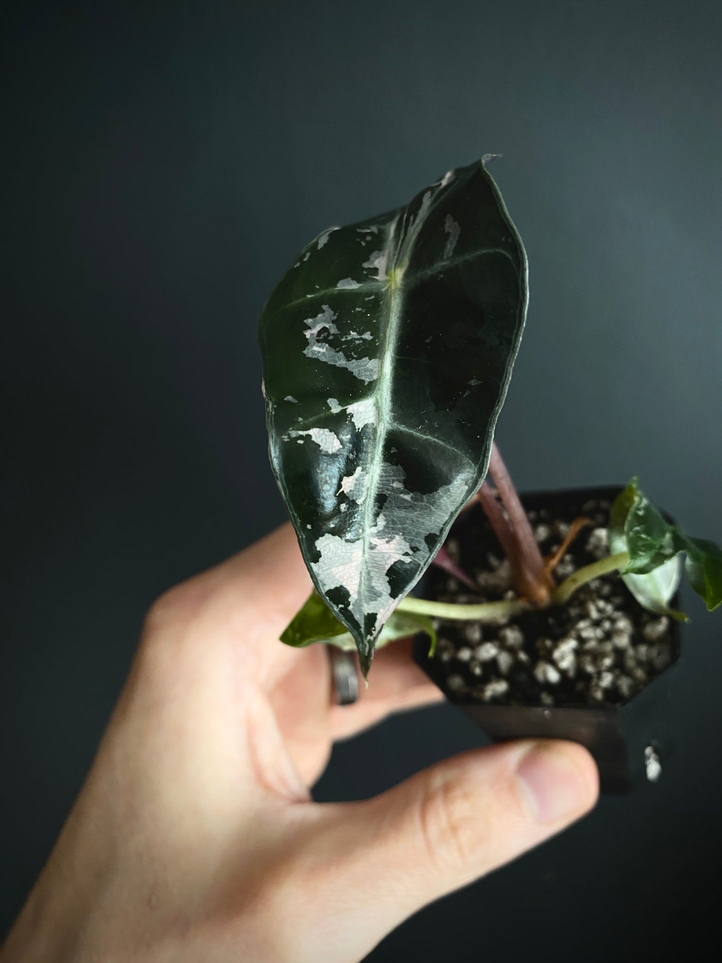 Alocasia Polly Pink variegated | 5 cm pot [B]