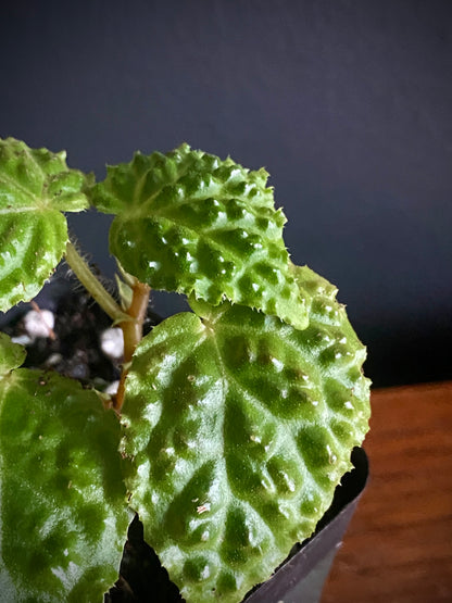 Begonia Dracopelta | 6 cm pot