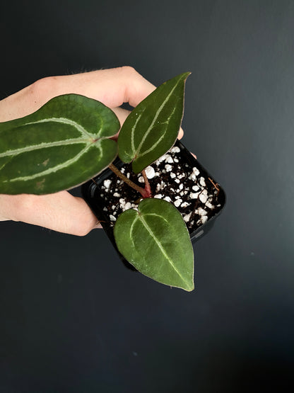 Anthurium Carlablackiae AU2 X Michelle x Zara | 7 cm pot