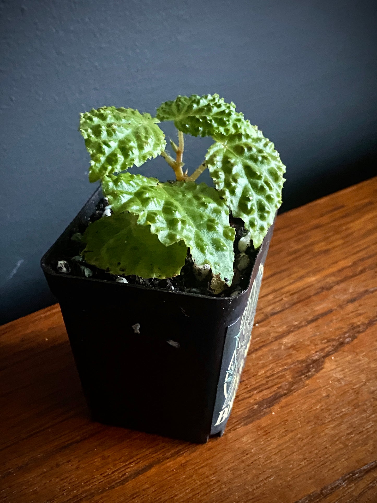 Begonia Dracopelta | 6 cm pot