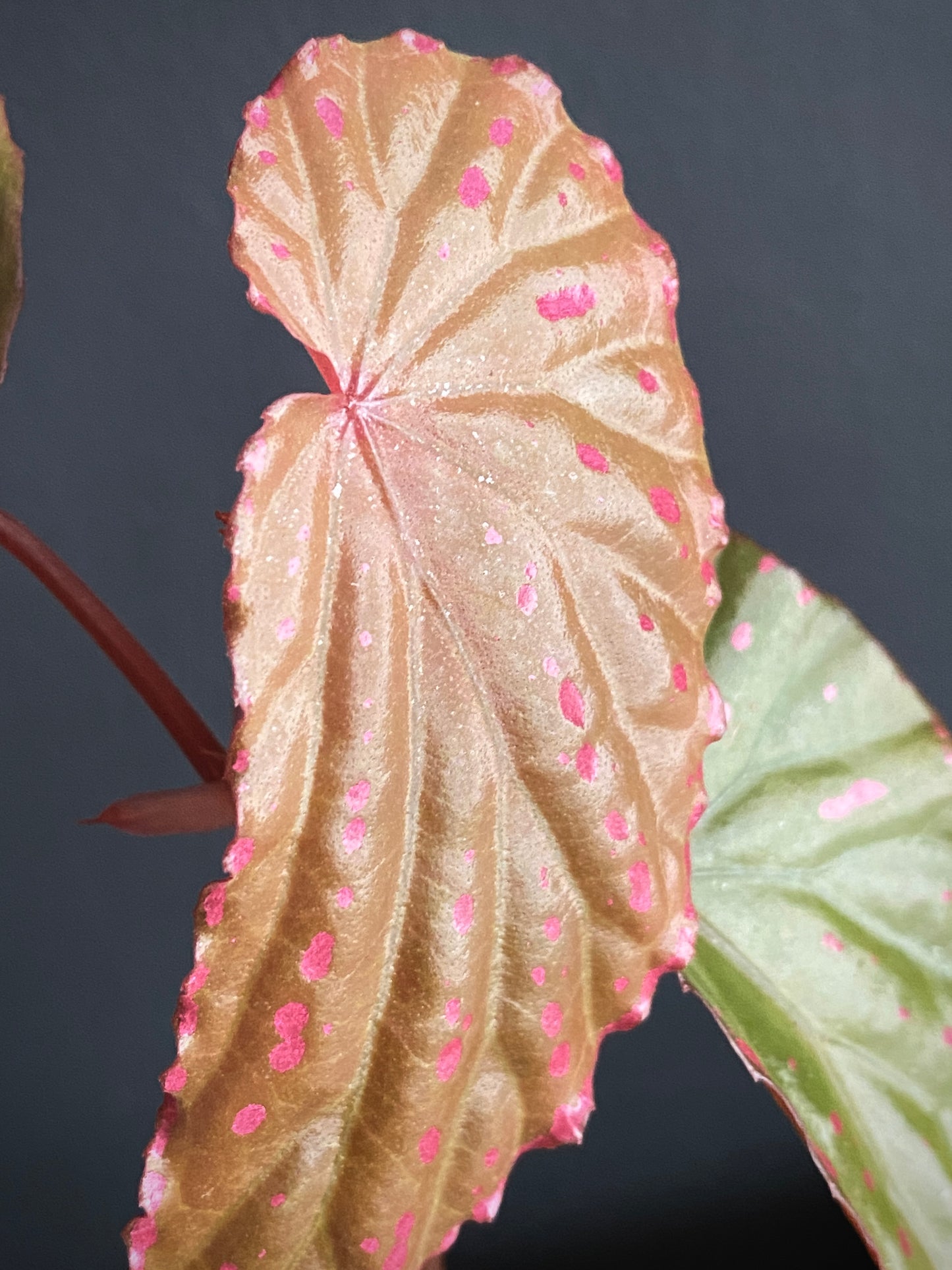 Begonia Negrosensis X Nothobaramensis | 6 cm pot [B]