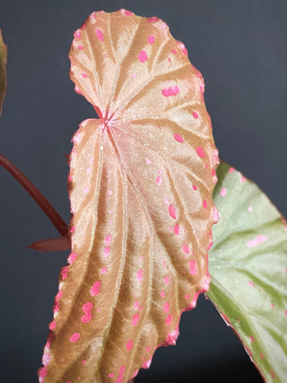Begonia Negrosensis X Nothobaramensis | 6 cm pot [B]