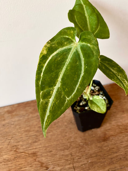 Anthurium Papillilaminum Hb variegated X Forgetii | 7 cm pot