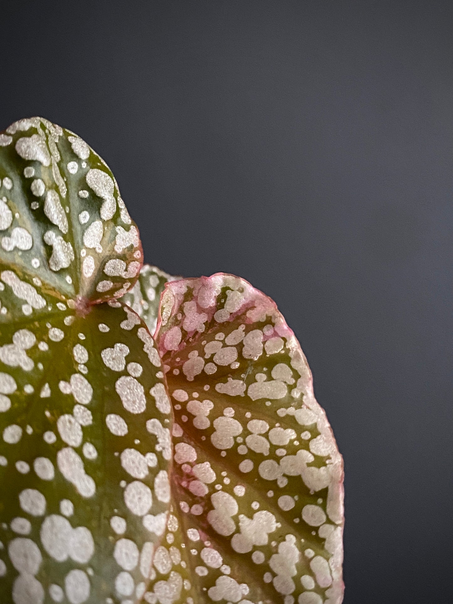 Begonia Snow Capped Pink variegated | 7 cm pot