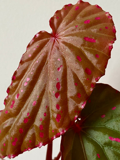 Begonia Negrosensis X Nothobaramensis | 6 cm pot [B]