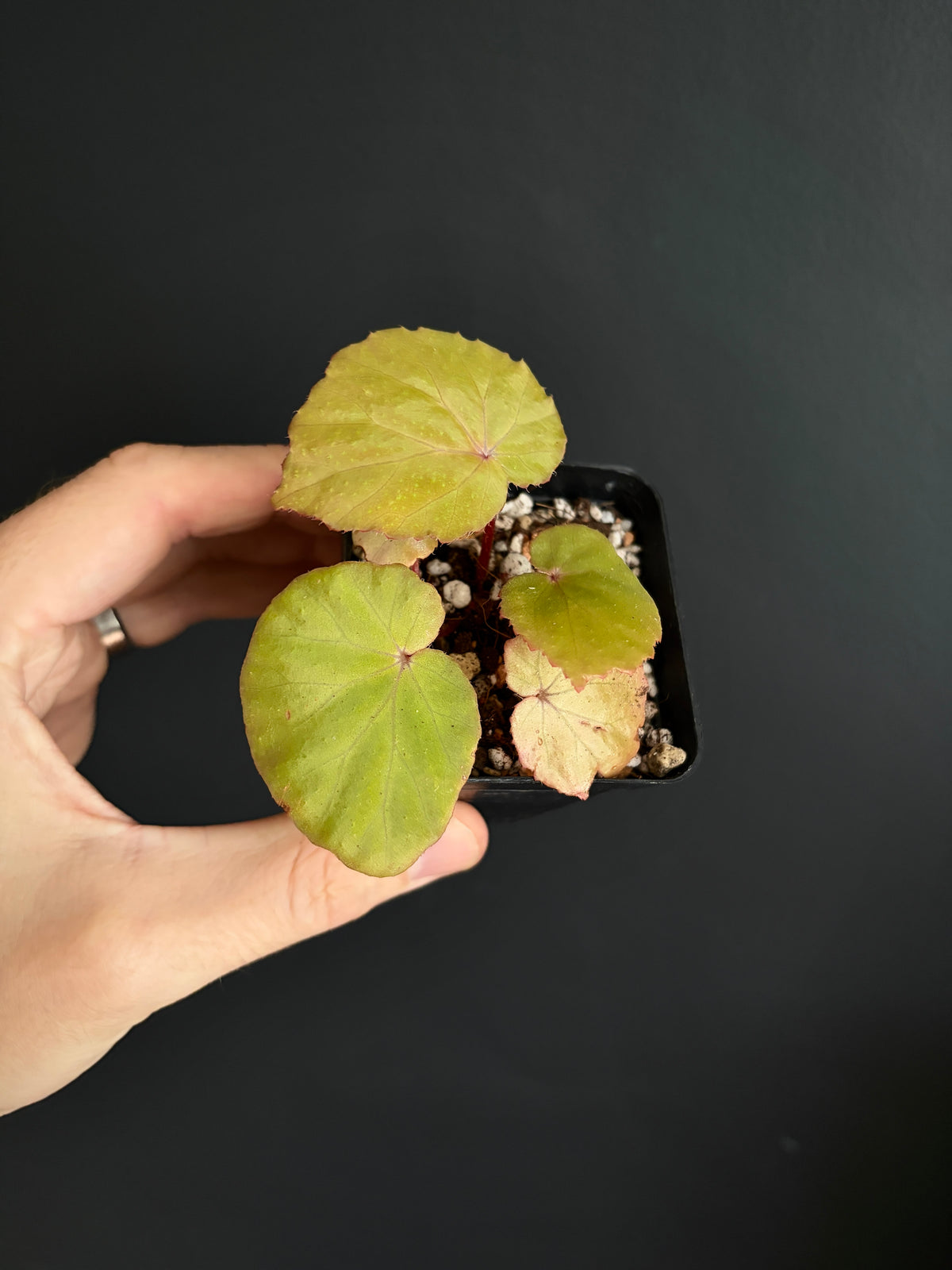 Begonia Ozotothrix | 6 cm pot [C]