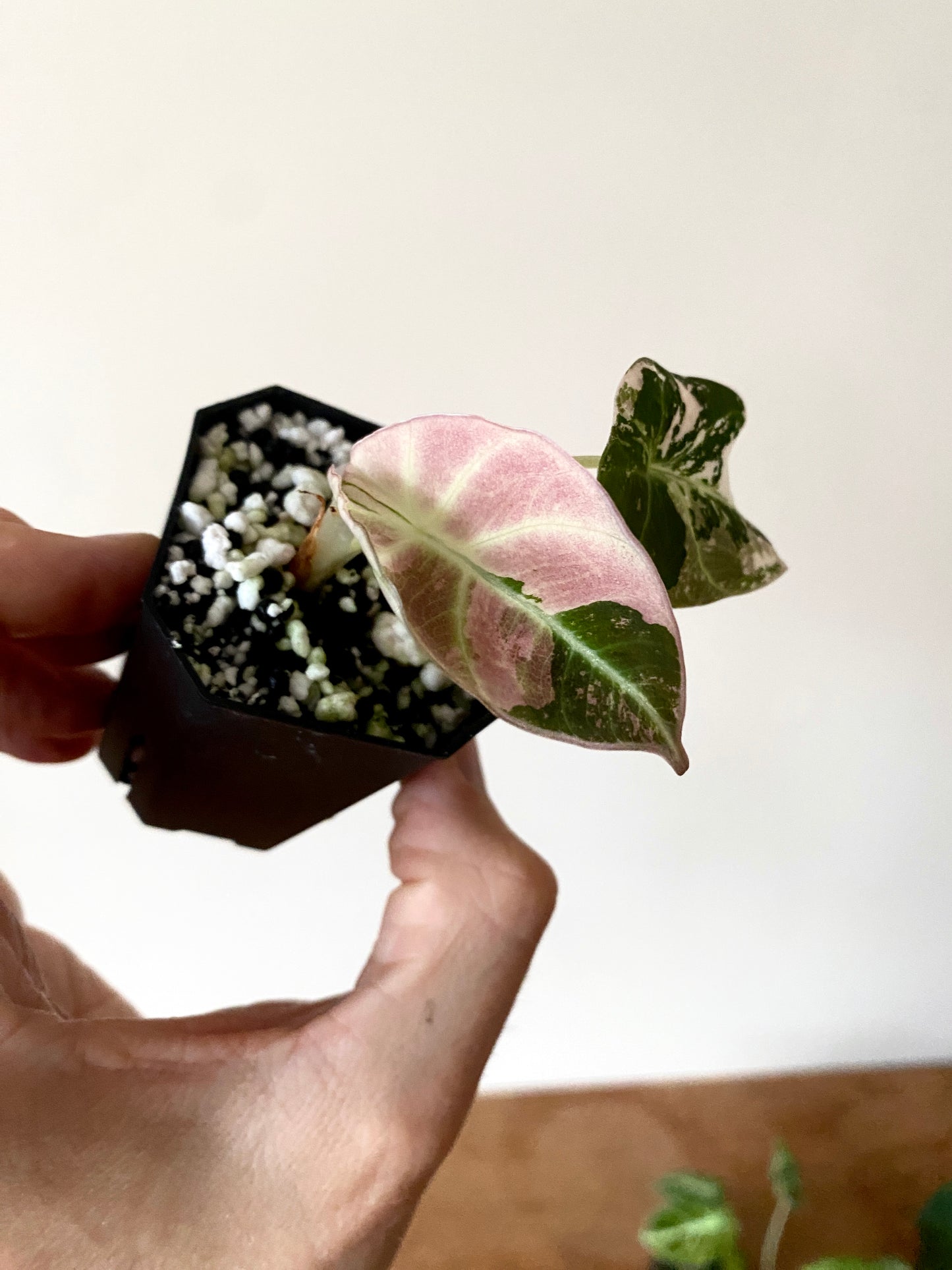 Alocasia Black Velvet Pink variegata | 5 cm pot