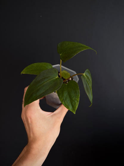 Anthurium Papillilaminum Fort Sherman (x self) | 7 cm pot [A]