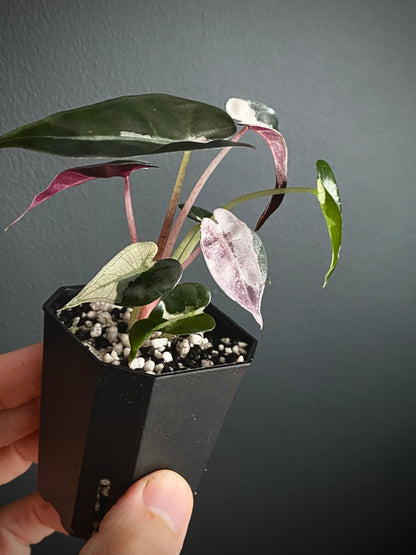 Alocasia Bambino Lava variegated | 5 cm pot