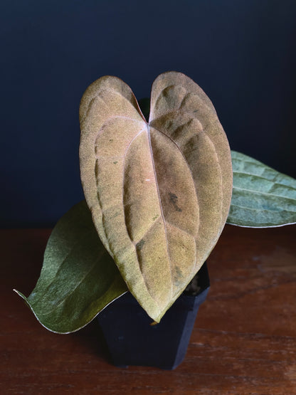 Anthurium RVDP (self) mint variegated | 7 cm pot [super-select]