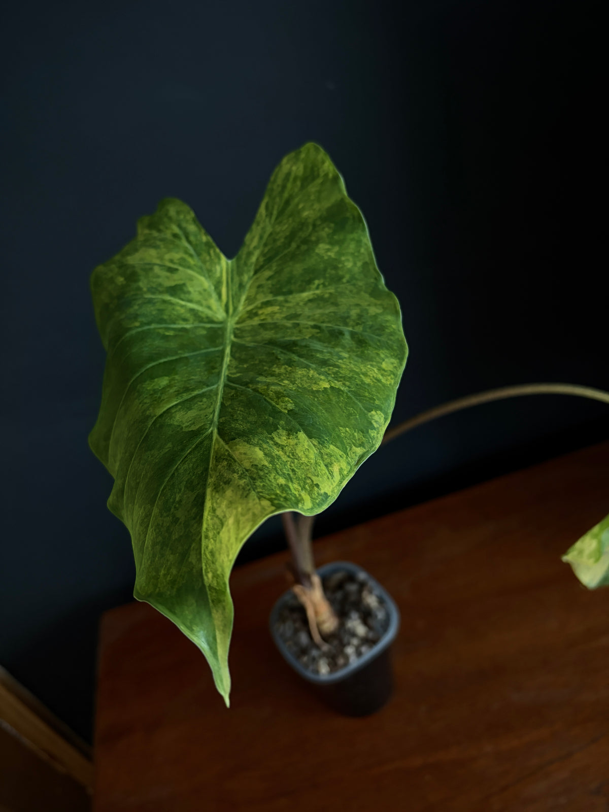 Alocasia Calidora aurea X Infernalis variegated hybrid (Mature) | 9 cm pot