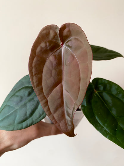 Anthurium DB Red Crystallinum X Luxurians | 9 cm pot