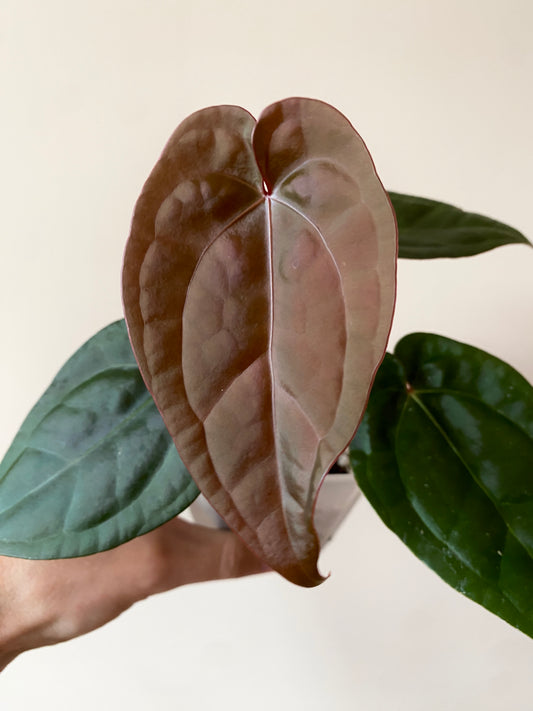 Anthurium DB Red Crystallinum X Luxurians | 9 cm pot