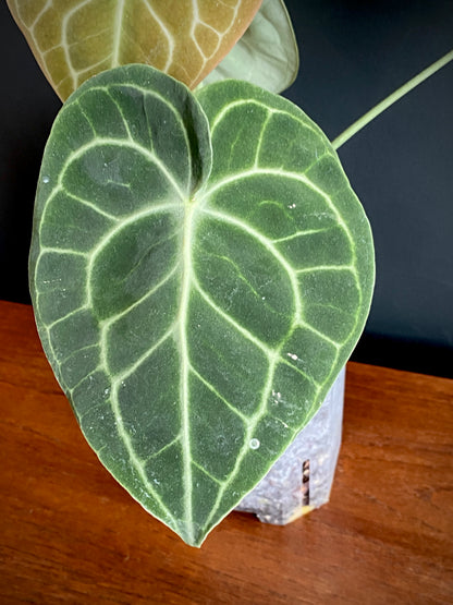 Anthurium Clarinervium | 12 cm pot