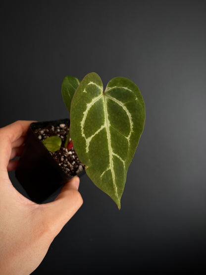 Anthurium Megatron X Black Venom (non-variegated) | 6 cm pot [B]