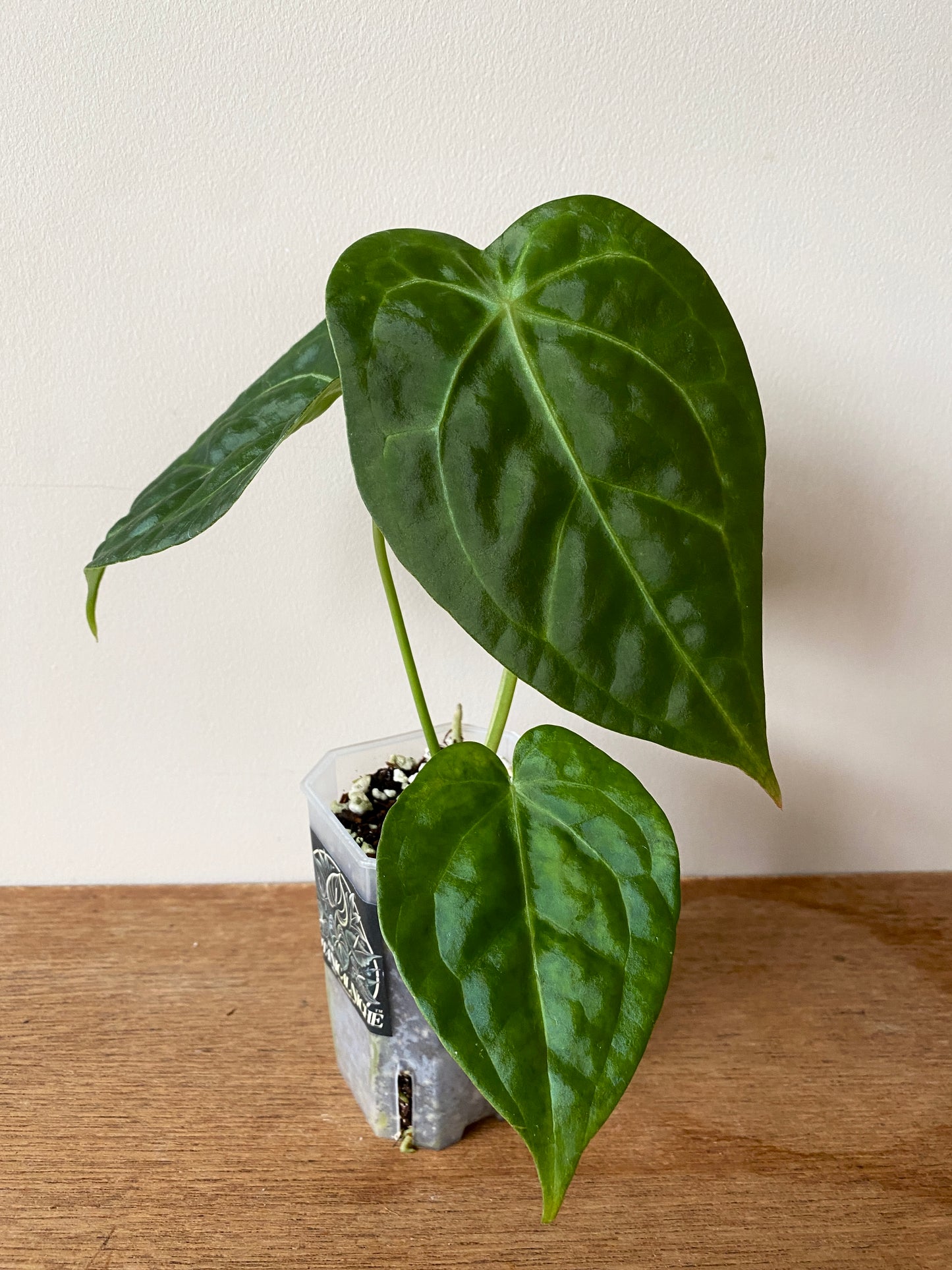 Anthurium Delta Force X Forgetii | 7 cm pot