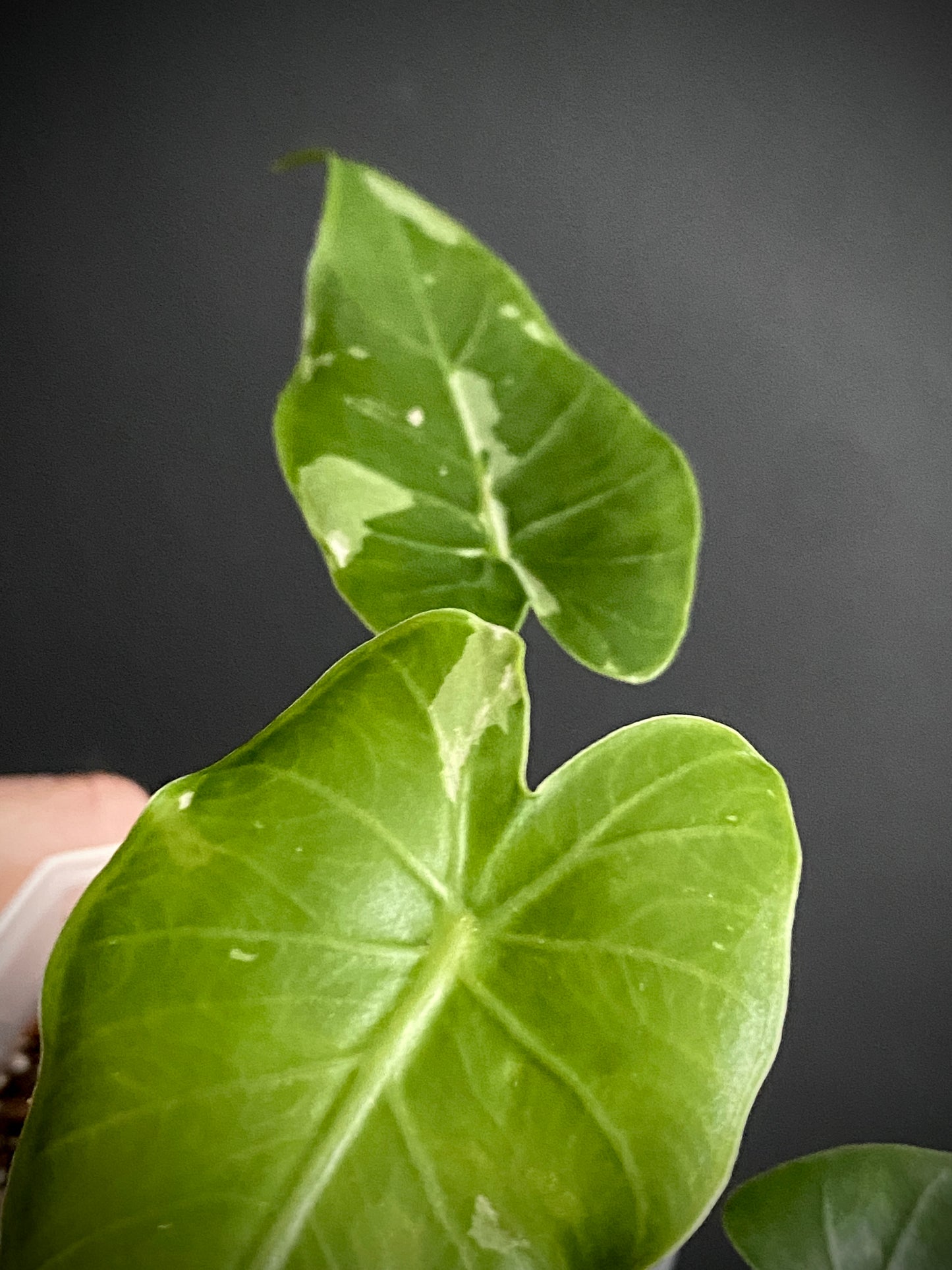 Alocasia Okinawa Silver variegated | 7 cm pot