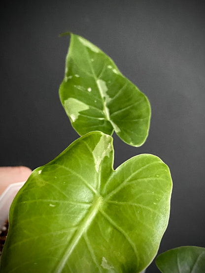 Alocasia Okinawa Silver variegated | 7 cm pot