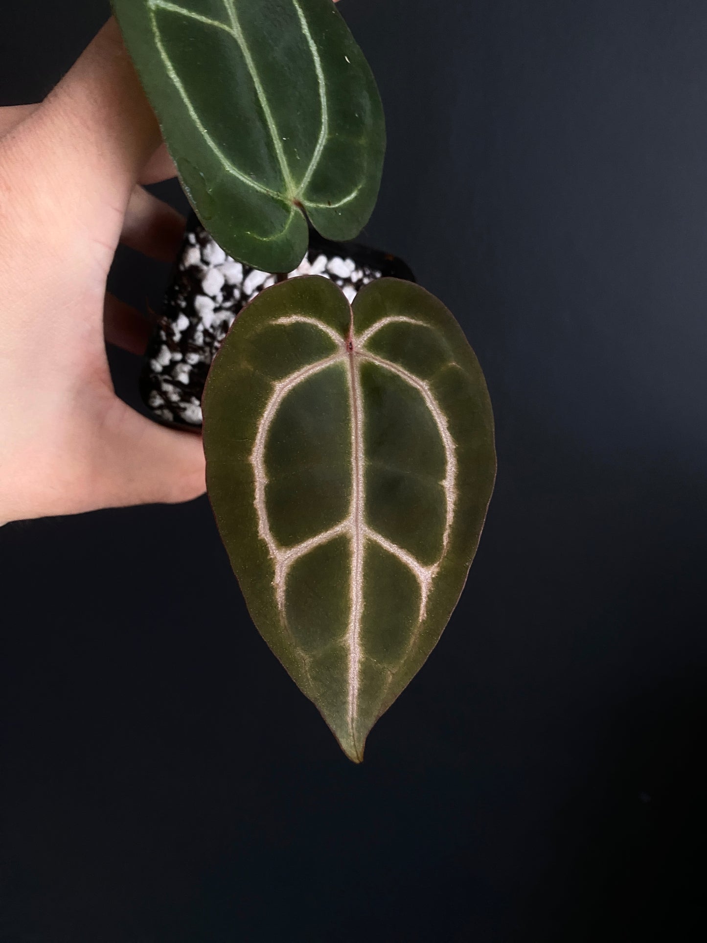 Anthurium Zara F4 X Carlablackiae | 7 cm pot